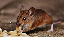 24 Hour & Emergency Exterminators in South Orange, NJ